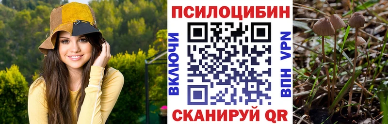 Псилоцибиновые грибы Psilocybine cubensis  darknet клад  Александровское 